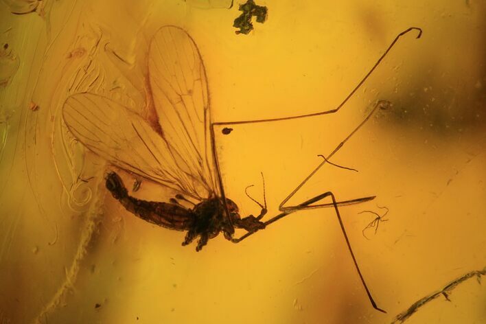 Two Fossil Flies (Diptera) In Baltic Amber #84604